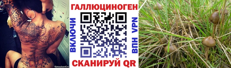 Псилоцибиновые грибы Psilocybine cubensis Завитинск